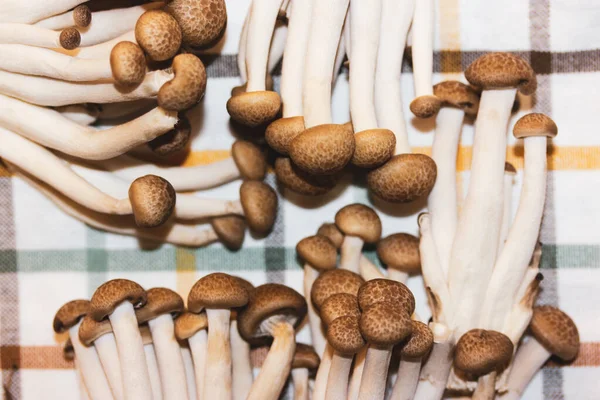 Fresh Raw Brown Shimiji Shimeji Mushrooms Selective Focus Hypsizygus Tessulatus — Foto de Stock