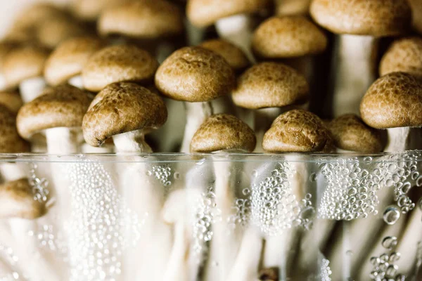 Fresh Raw Brown Shimiji Shimeji Mushrooms Plastic Package Selective Focus — Foto de Stock
