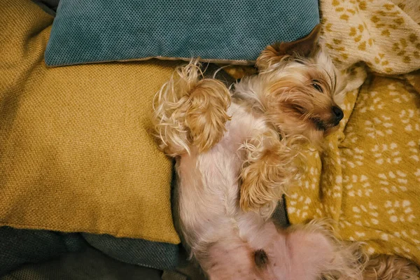 Pretty cute little brown Yorkshire Terrier dog sleeping sweetly on the back upside down belly on a couch among the soft pillows top view. Happy pet, domestic animal at home. Comfortable canine indoors