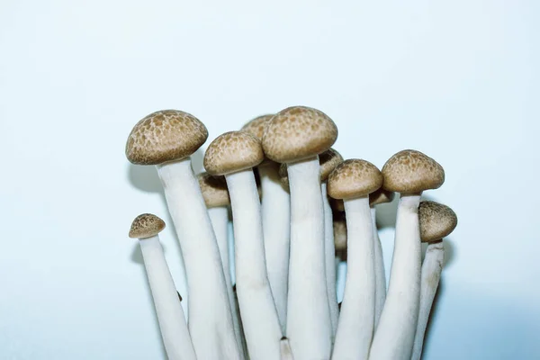 在蓝色背景下选择焦点的新鲜原生褐菌或石墨菇是原产于东亚的一种蘑菇 素食植物 山毛榉毒菌 — 图库照片