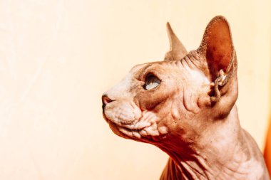 Beautiful brown bald Canadian Sphynx cat. A sphinx is looking up dreaming. Curious pet is hunting, looks with surprised expression Hairless animal muzzle portrait on pale yellow background. Copy space
