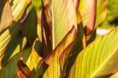 Yeşil ve sarı çizgili Spatthiphyllum yamyam yaprağı ve soyut doğal arkaplan ve doku damarları. İki tonluk tropikal yapraklar, botanik bahçesinde yeşillikler, park, açık hava.. 