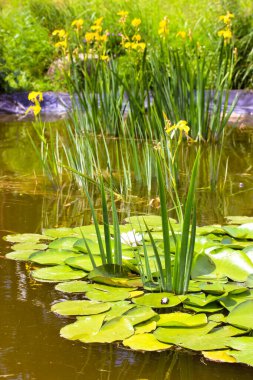 Yeşil bitkilerle dolu güzel yapay bir gölet, durgun su yüzeyinde zambak yaprakları. Botanik bahçesindeki gölet, park. Güneşli bir günde sudaki çiçekler açıyor. Su sarı zambaklar.