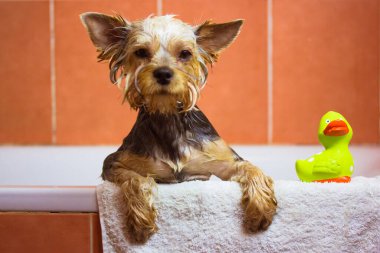 Küvette lastik gibi yeşil bir ördeğin yanında duran komik ıslak köpek. Şirin, komik Yorkshire Terrier köpeği yavrusu duş alıyor. Evde inanılmaz bir köpek var. Hayvan bakımı, günlük temizlik.