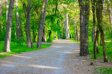 Boş bir toprak kır yolu, yeşil ormanda yürüyüş için bir patika, bahar mevsiminde, yaz başında park, orman. Bisiklet yolu viraja giriyor. Yeşil çimenlerin arasında yürüyüş yolu, uzun ağaçlar. 