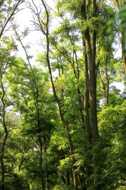 Uzun ağaçlar. Yeşil, gölgeli bir orman, güneşli yaz gününde milli park. Uzun, dallı akasya, Robinia ya da gür yapraklı çekirge ağaçları. Güzel doğal manzara. Panoramik görüntü. Yukarı bakıyorum..
