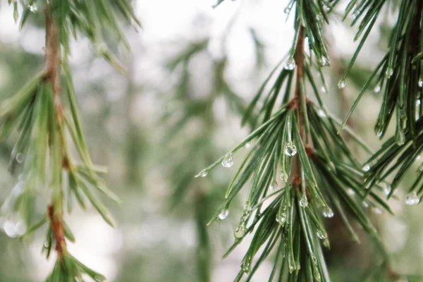 Evergreen conifers pine spruce tree branch long needles with drops of dew, rain. Rainy weather in an autumn forest, park, woods. Trees for the production of coniferous oil. Dark green natural backdrop