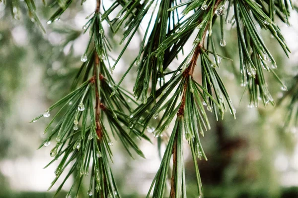 Evergreen conifers pine spruce tree branch long needles with drops of dew, rain. Rainy weather in an autumn forest, park, woods. Trees for the production of coniferous oil. Dark green natural backdrop