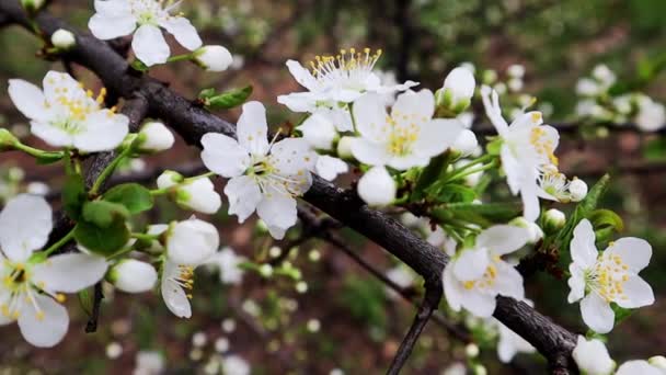 盛开的果树枝条 春天里的小白花 果园里的樱花 枝条上盛开的花朵 开花树上的第一棵春花宏观视频慢动作 — 图库视频影像