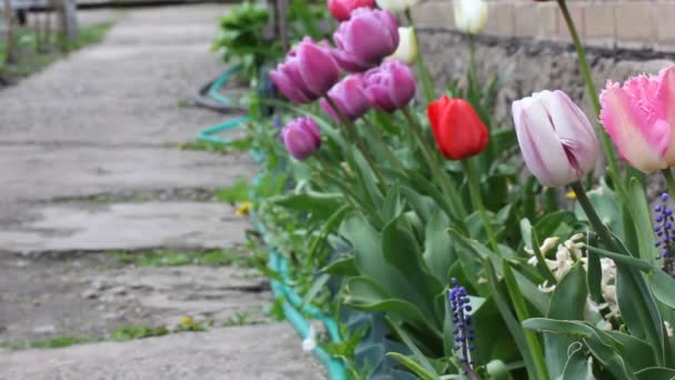 春天里 多彩的红色郁金香在春天里的小径上生长 种植球茎植物和花卉 球茎花和空旷的道路 花卉栽培 园艺园艺主题 — 图库视频影像