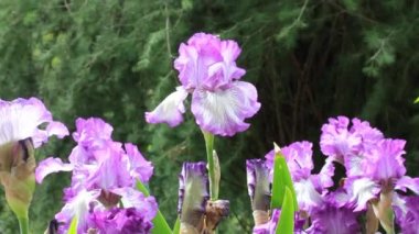 Çiçek açan bir botanik baharı bahçesinde güzel kokulu mor iris çiçekleri parkı. Çiçek arkaplan. Iridaceae 'nin açık havada çekilmiş yavaş bir videosu. Mayıs 'ta çiçek açan mor irisler