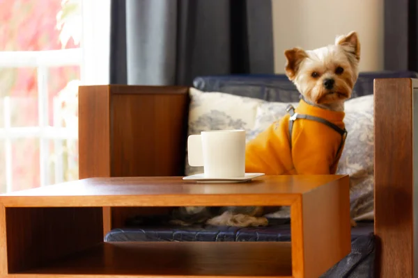 A white ceramic tea cup stands on a square saucer on a wooden table table in a room, a small Yorkshire Terrier dog lies on armchair in defocus. Comfort rest in a cozy concept home. A pet in a sweater.