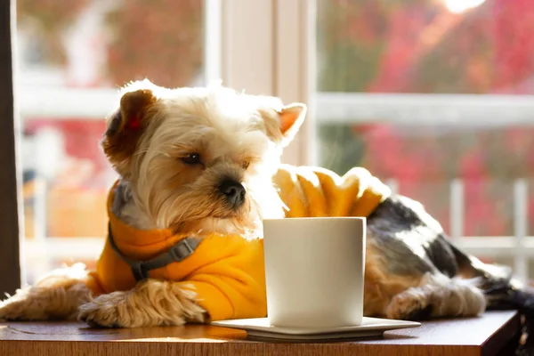 Small cute funny pretty dog Yorkshire Terrier breed dressed in yellow sweatshirt sniffing aromatic hot drink in white stylish cup on the table. Brown doggy puppy pup drinking coffee tea. Good Morning.