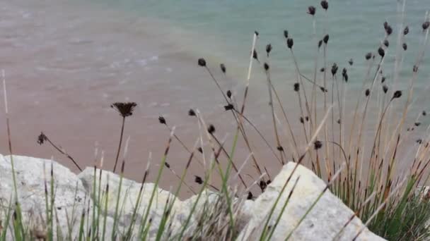 Dry Grass Flowers Plants Grow Rocks Sea Ocean Top View — Stock videók
