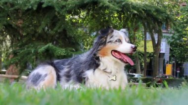 cute Australian Shepherd resting at park