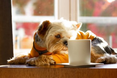 Small cute funny pretty dog Yorkshire Terrier breed dressed in yellow sweatshirt sniffing aromatic hot drink in white stylish cup on the table. Brown doggy puppy pup drinking coffee tea. Good Morning.