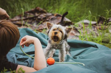 Pet owner playing with small brown thoroughbred Yorkshire Terrier dog in nature. Picnic, relaxation in a wild environment on a lawn in a woods, nature reserve in the summer. Play with puppy pup canine