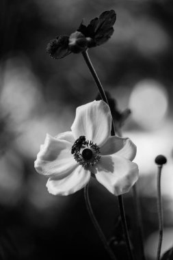 Koyu arkaplanda beyaz Japon şakayığı çiçeği. Botanik bahçesinde melez bitkileri yetiştirmek. Sonbahar bitkilerinin çiçek açması. Honorine Jobert Anemone çiçeği siyah beyaz makro fotoğraf.