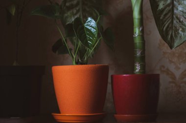 Potted houseplants on dark background. Orange red ceramic vases for growing flowers in a home garden. Green heart-shaped anthurium leaves. Love of nature, plants growing and care concept.