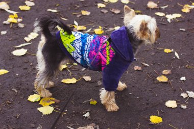 Mavi ceketli Yorkshire Teriyeri sonbahar günü bir parkta, ormanda, orman yolunda yürüyor. Tasmalı köpek yavrusu, yürüyüşe çıkmış küçük köpek. Evcil köpek, evcil hayvan bir yere bakıyor..
