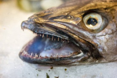 Deep sea dried fish with open mouths and sharp teeth on the ice close up. Seafood, street food, fishing concept. Raw barracuda for cooking. Predatory dead caught fish on fish market. Selective focus