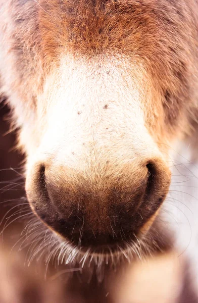 The muzzle of a brown domestic donkey close-up. Cute donkey nose with mustache. Animal husbandry, livestock, pets on the farm. Brown color. Donkey face hair texture.