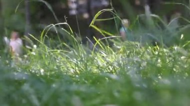Taze yeşil, uzun kıvırcık çimenler rüzgarda sallanıyor. Güneşli bir günde yeşil çimenler, odaklanmamış insanlar güneşli bir günde doğada yavaşça yürüyorlar. Peyzaj makro videosu. Doğal çayır arkaplanı. 