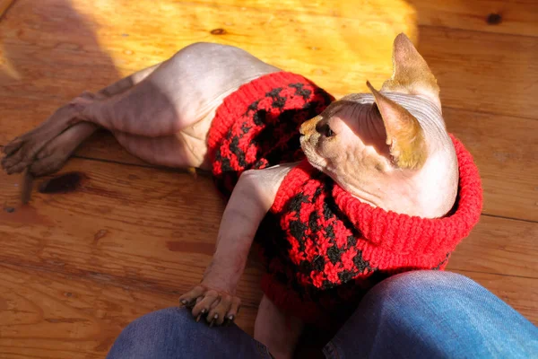 Canadian Sphynx sphinx cat lying on wooden floor, basking in a sun. A grey bald sphinx kitty in a red knitted wool jumper at autumn. Pet at home. Clothes for animals. People and animals togetherness.
