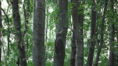 Tall green tree trunk with fresh foliage in summer forest, park, woodland, woods at sunny day. A maple grove. A footpath on the nature. A beautiful landscape, picturesque walkway. Nature wallpaper.