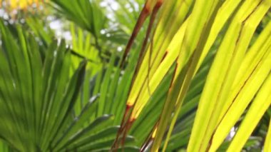 Green palm tree leaves, coconut leaf background. Exotic fresh foliage in sunny summer day. Tropical jungles plants desktop wallpaper. Washingtonia robusta Mexican fan palm. Serenoa repens