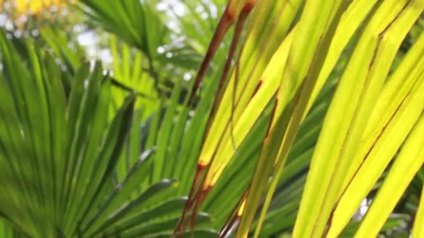 Green Palm Tree Leaves Coconut Leaf Background Exotic Fresh Foliage — Stockvideo