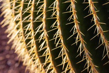 Golden Barrel Cactus abstract background texture close up. Echinocactus grusonii, Ferocactus with long dangerous spines close up. Found in deserts of Southwestern North America Botanical garden plants