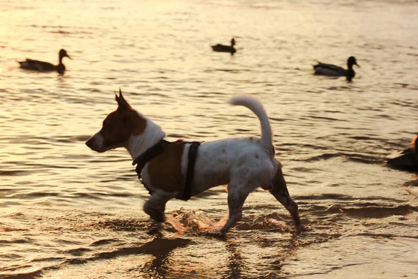 Small dog Jack Russell Terrier breed has fun on a river, sea, ocean shore at sunset. A dog is hunting on wild ducks. Doggy is standing on a shore. Canine animal in a wild nature. Selective focus
