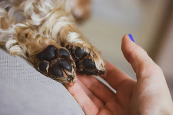 Doggy paws in a woman's hand. Human contact with a beloved pet. Small cute purebred Yorkshire Terrier dog sleeping on a couch, in bed. Brown golden puppy, doggy, lapdog. Canine breed. Domestic animal