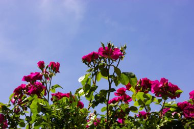 Bahçede yetişen pembe kokulu çay gülleri, bahar veya yaz günlerinde berrak mavi gökyüzüne karşı bilardo salonu. Doğal bir çiçek arkaplanı. Çiçek açan bitkilerin duvar kağıtları. Pembe güller.