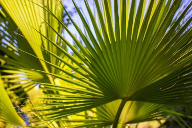 Green palm tree leaves, coconut leaf background. Exotic fresh foliage in sunny summer day. Tropical jungles plants desktop wallpaper. Washingtonia robusta Mexican fan palm. Serenoa repens