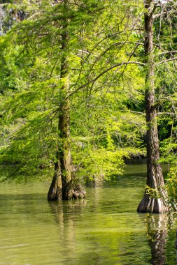 Mangrove ormanları duvar kağıdı. Evergreen kozalaklı ağaçlar bir nehir kıyısında, göl kıyısında, doğa koruma alanında, şehir parkında, bahçede yetişiyor. Madrid 'deki emekli parkı. Çevre koruma. 