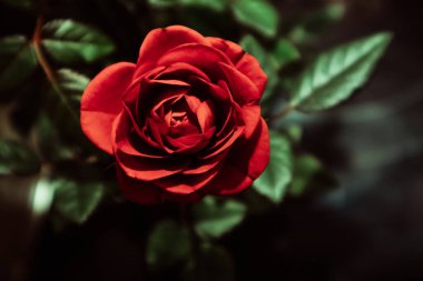 Gökyüzünden yeşil yaprakların arasında güzel kokulu kırmızı gül yaprakları. Botanik bahçesinde, kürsüde çiçek yetiştiriyor. Kozmetik üretimi için büyüyen fabrikalar. Çiçek açan güllerin arka planı. 