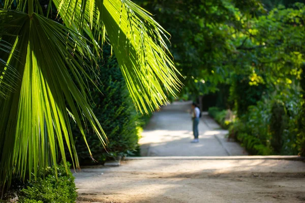 People walking in a botanical garden, park on a sunny summer day among bright fresh green leaves of palm trees, exotic plants. Recreation in nature concept. Travel in the Jungles. A long path ahead.
