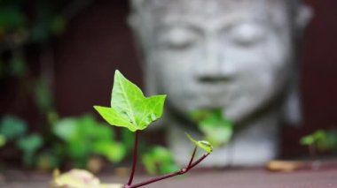 Budizm dininin sembolü olarak Buda 'nın gri taş heykel başı. Yeşil yaprakların arasında, Asya bahçesinde meditasyon için bir yer. Eski antik heykel, Bhagwan veya Lord Goutam Buddha. Sakinlik.