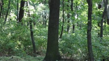Tall green tree trunk with fresh foliage in summer forest, park, woodland, woods at sunny day. A maple grove. A footpath on the nature. A beautiful landscape, picturesque walkway. Nature wallpaper.
