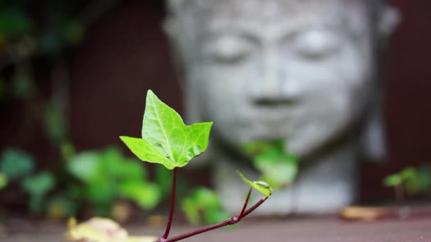 Grey Stone Statue Head Face Buddha Symbol Harmony Buddhism Religion — Stock Video