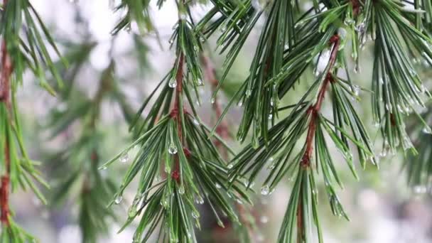 Immergrüne Nadelbäume Kiefer Fichte Ast Langen Nadeln Mit Tautropfen Regen — Stockvideo