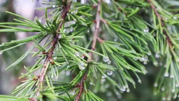 Immergrüne Nadelbäume Kiefer Fichte Ast Langen Nadeln Mit Tautropfen Regen — Stockvideo