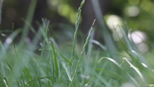 Fresh Green Tall Grass Swaying Wind Close Green Lawn Sunny — Stock videók