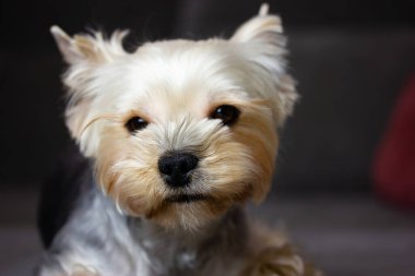 Yorkshire Teriyerinin yakın plan portresi. Şirin, küçük bir köpek, köpek yavrusu kıllı, kahverengi ağızlıklı, uzaktan yakından bakan. Köpek temalı duvar kağıdı, arka plan. Evcil hayvan, sevimli makro fotoğraf.