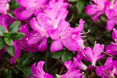 Rhododendron Japanese Azalea Anne Frank species of flowering perennial shrub in full bloom in a spring botanical garden. Large pink lilac flowers petals background. Pink Satsuki azalea floral festival