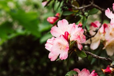 Çalı çırpı Rhododendron Percy Wiseman. Japon açelyasının minyatür pembe çiçekleri yeşil arka planda Yakushimanum bitkisine karşı İlkbahar Bahçesi Çiçek Festivali 'nde çiçek açıyor.