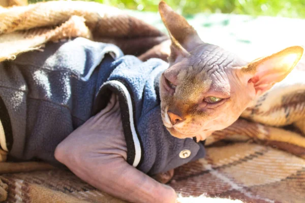 A beautiful bald Canadian Sphynx, spinx naked cat lying on a brown blanket on a green lawn in sunny day. A hairless kitten with in warm clothes outdoors on picnic. Beloved pet on a walk. World Cat Day