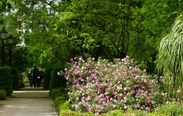 Straight path, ground road for walks in botanical garden in spring or summer day. Trimmed green bushes, deciduous trees, blossoming pink bushes with small flowers. Gardening, floriculture concept.